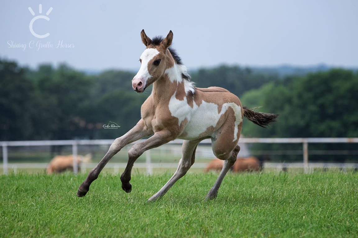 Stunning Foal